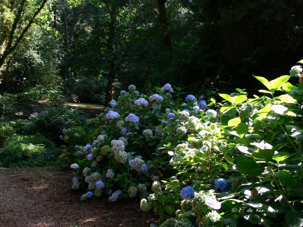 Bois des Moutiers  (83) Summer 2012